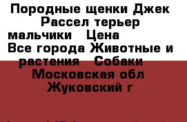 Породные щенки Джек Рассел терьер-мальчики › Цена ­ 40 000 - Все города Животные и растения » Собаки   . Московская обл.,Жуковский г.